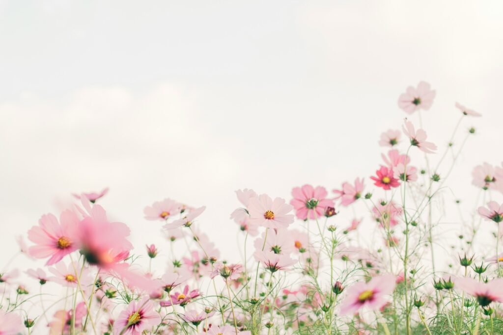 Lyserøde blomster