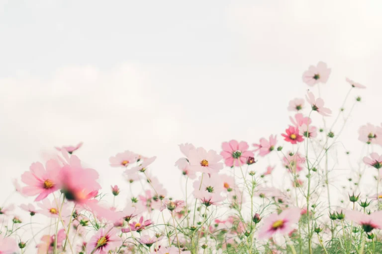 Lyserøde blomster